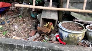 brave chicken mom