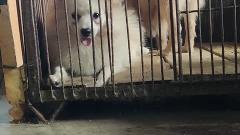 Pomeranian and street dog sleeping time