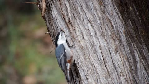 Watch an amazing video of a lovely little bird capturing insects from holes in the tree trunk