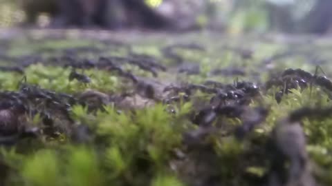 A lot of beautiful movements of ants | present ViralBD3 | most popular video | tranding video