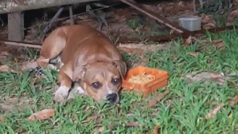 Very sad and the worst thing is that she didn't want to eat!🥺