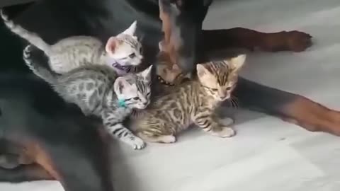 Friendship between cats and dog