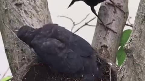 Wow_Amazing_Wild_Bird_!_Parent_birds_feeding_to_babies_birds)