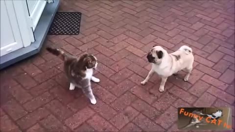 Dogs and Cats Meeting Each Other for the First Time