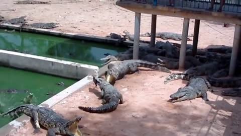 EPIC - Crocodile Vs Chicken (Warning not for the Faint Hearted)