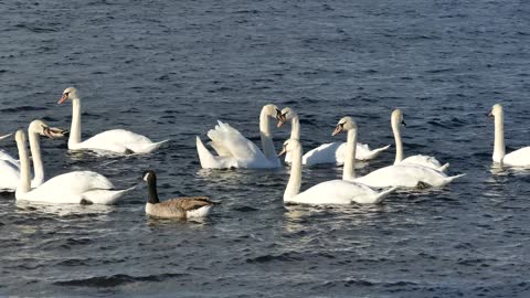 Birds team into sea