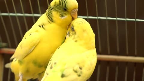 Very romantic scene of two birds