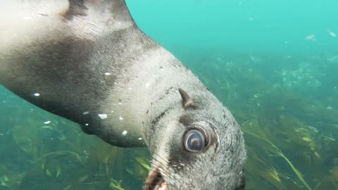 cutest sea lion you will see