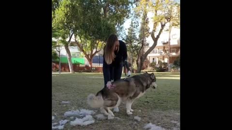 Differences Between Husky and Alaskan Malamute🐕🐕❤