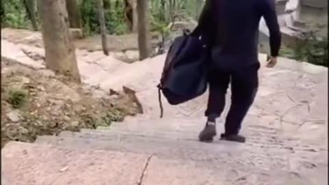 monkey vs man funny fight- animals fun