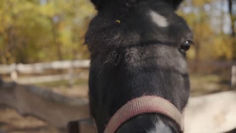 Close-up portrait of a beautiful black horse with white facial markings sniffing the camera