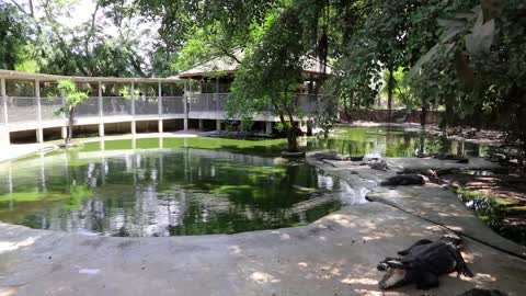 Crocodiles at crocodile farm in Pattaya, Thailand