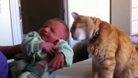 Cat Meets Baby (Feel Good)