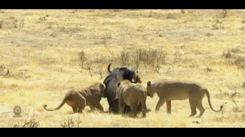 Lion Vs Buffalo Vs Crocodile - Amazing Wild Creatures