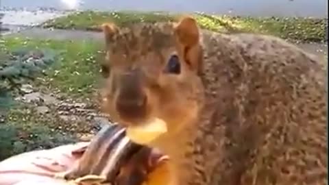 Squirrel Caught in the Act Stealing From Jack-O-Lantern on Halloween