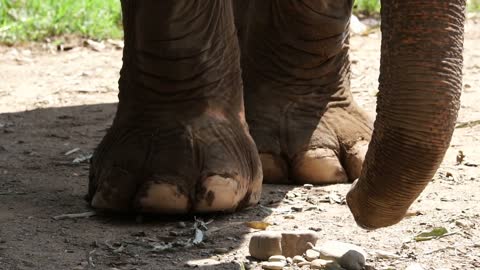 indian elephant feet and trunk close up shot in slow motion