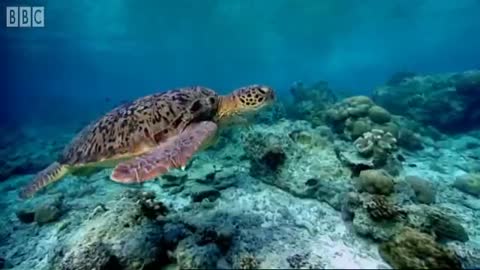 Dangerous Breeding | Turtle's Guide to the Pacific | BBC Earth