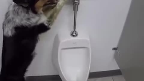 Dog in the washroom