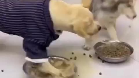 Funny animal's video