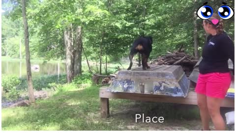 Rottweiler, Eli! Rottweiler Dog Training In DC, Virginia, and Maryland!