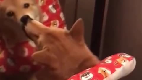 Most Funny Dog And Cat Dance Of The Week