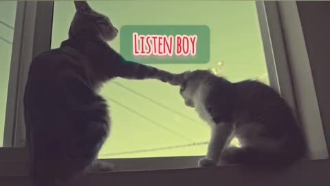 Funny Cats Talking #1