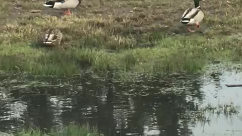 Duck friends