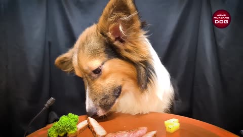 asmr mukbang!dog eating steak