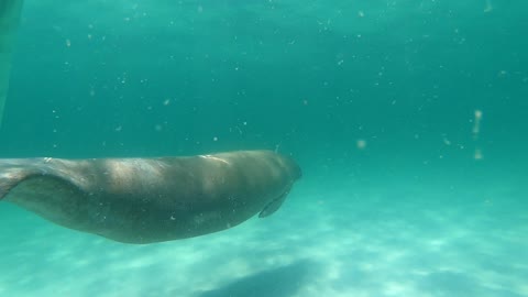 Manatee in Destin