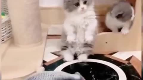 Funny cat video best video i like