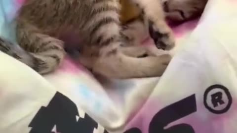 Adorable kitten warming with her owner | funny cat Shorts videos 2021