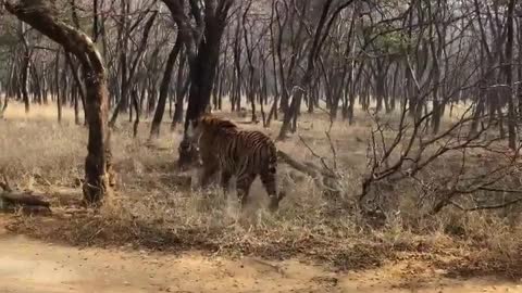 Cat fight! 🐅 😳