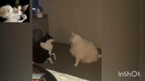 Fat kittens trying to fight