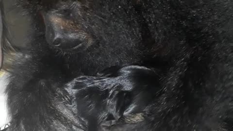 Howler Monkey Sees First Puppy