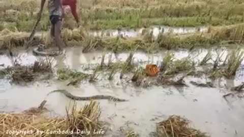 Brave Children Catch vicious snake by hand in Cambodia