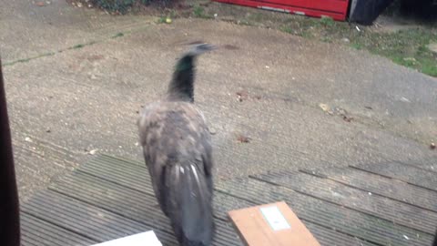 Dog meets Peacock!