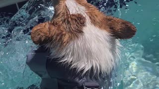 Swimming Corgi Paddles in Pool