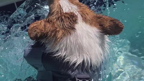 Swimming Corgi Paddles in Pool