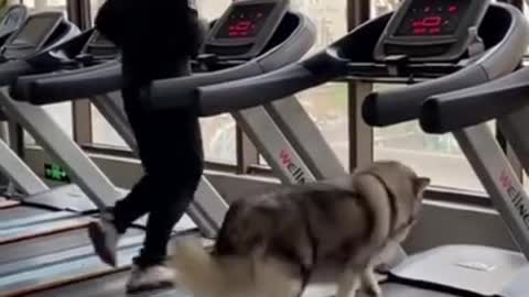 Funny cute dog running on treadmill