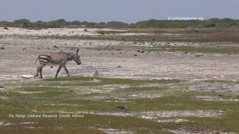 De Hoop Nature Reserve