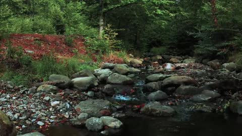 BEAUTIFUL NATURE SCENES WITH MELIDOUS SOUNDS