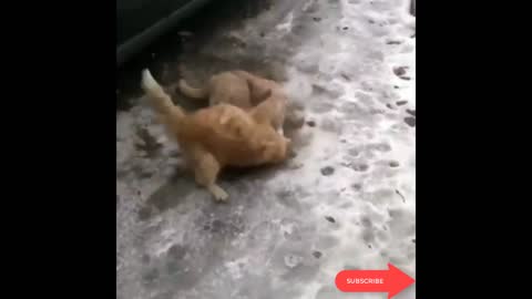 Cats Street Fighting Videos 2021