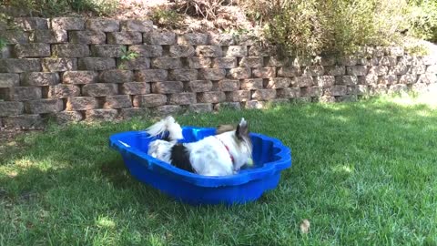 Bogart and Rascal’s Pool Party