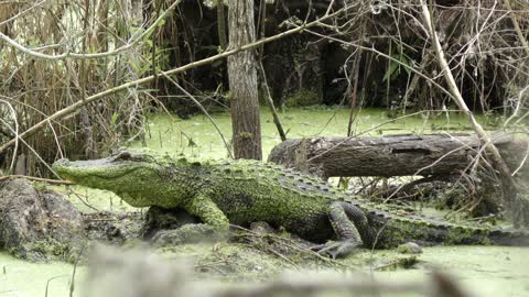 Green alligator