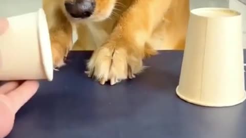 Funny dog