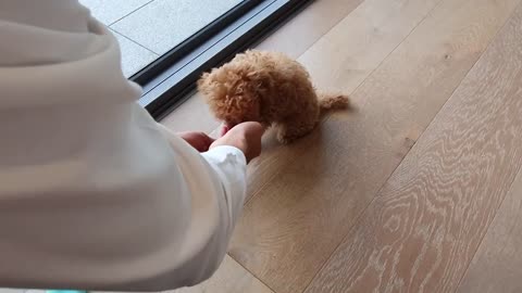 TOY POODLE PUPPY | 10 Things you need to know before getting one.