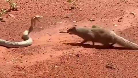 Unbelievable snake and mongoose dance