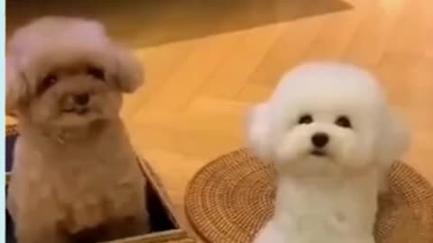 Funniest 🐶 Dogs