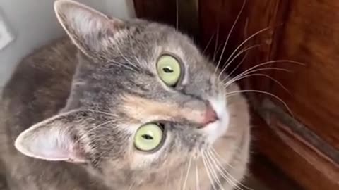 New funny video | funny cat video |