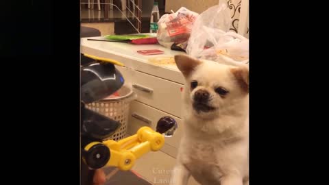 Funny Pets | Try Not To Laugh To These Pets Compilation Hahaha